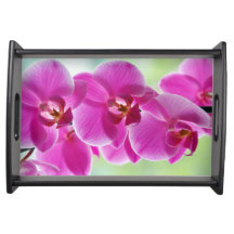 Orquídeas cor-de-rosa bonitas