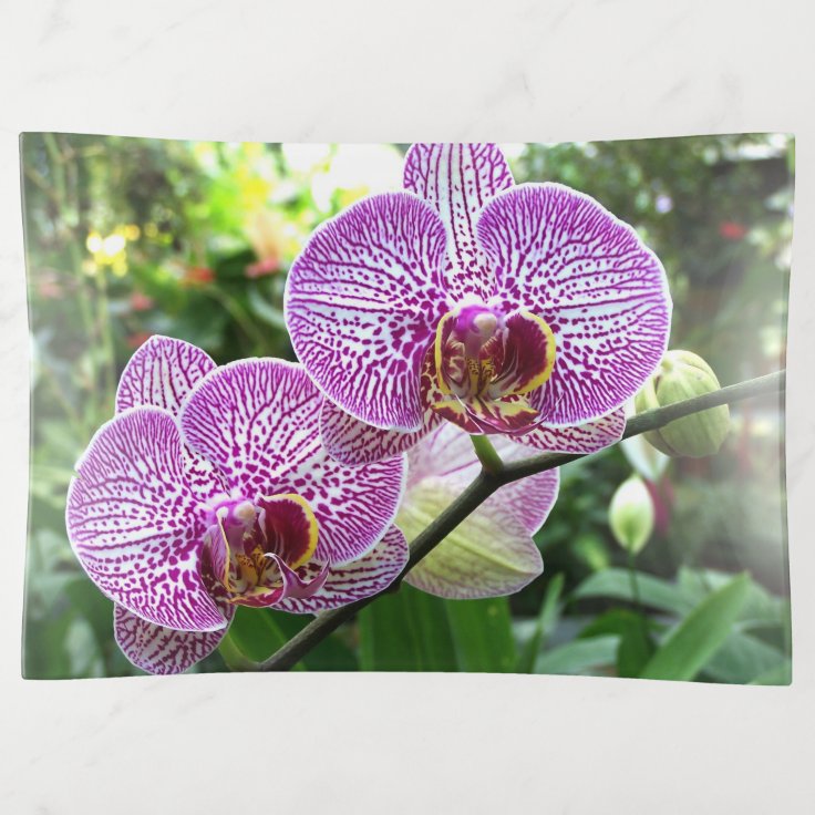 Bandejas Bandeja de vidro trineira - Orquídeas roxas sardas | Zazzle.com.br