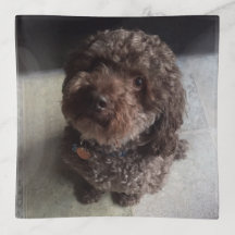 Caniche bonito do chocolate