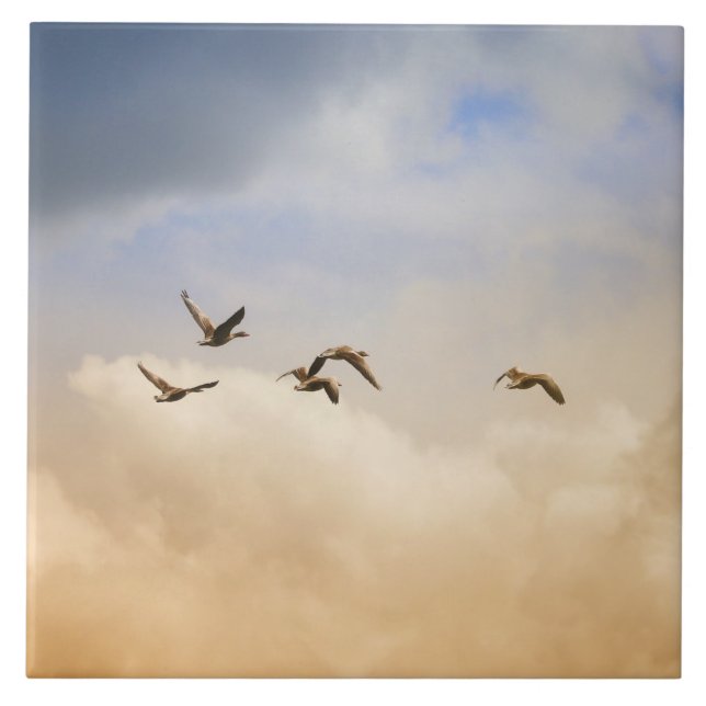 Bando de Aves em Voo (Frente)