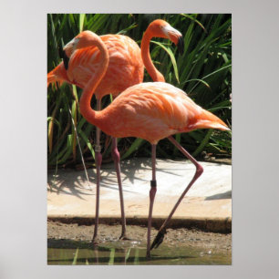 Bando de Flamingos Poster