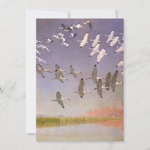 Bando de Íbis Voando Sobre Áreas Alagadas, Aves An