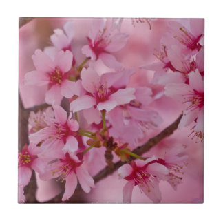 Banhado em flores de cerejeira japonesas cor-de-ro