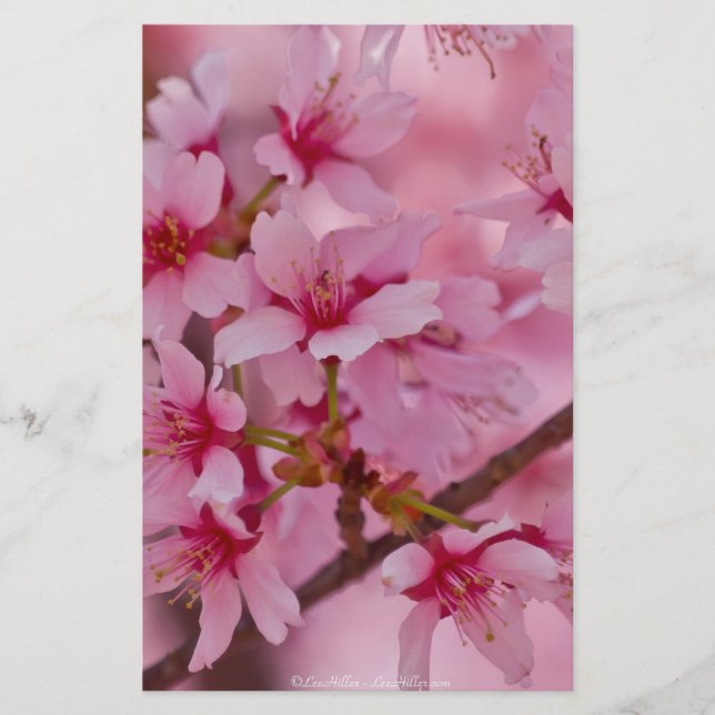 Banho de cereja rosa japonês (Frente)