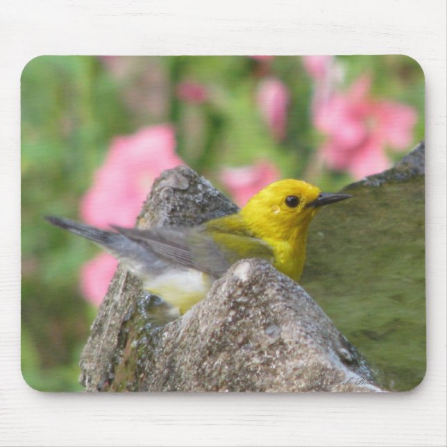 Banho Mousepad do Prothonotary (Frente)