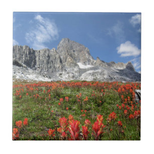 Banner Pico de Flores Selvagens - Ansel Adams Wild
