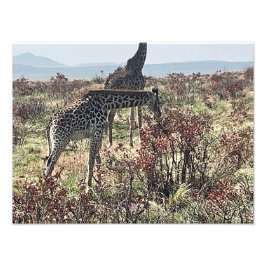 Banquete da Natureza – Impressão de Foto de Girafa
