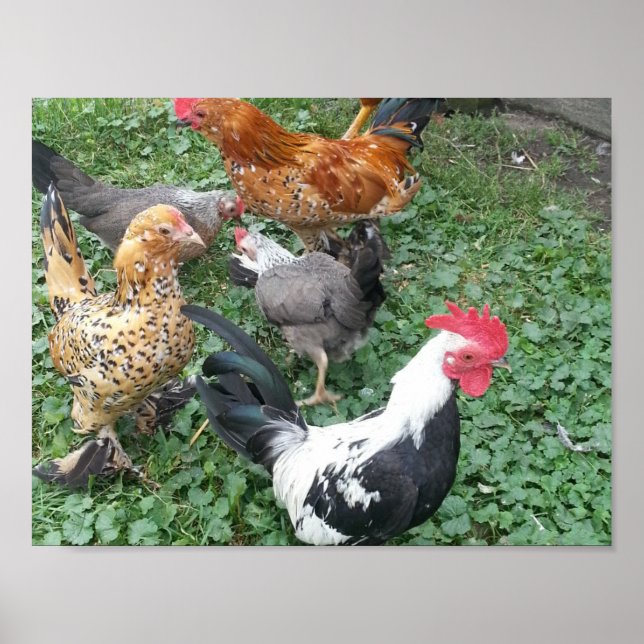 Bantam Chicken Poster (Frente)