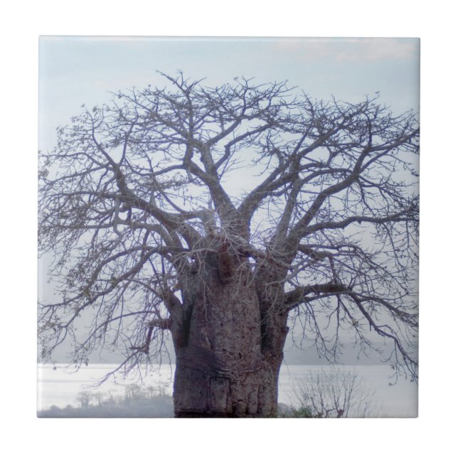 Baobá (Adansonia Digitata), Luanda (Frente)