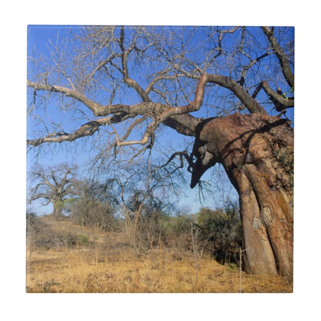 Baobá (Adansonia Digitata), Parque Nacional Kruger (Frente)