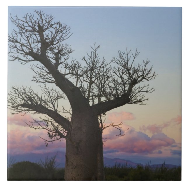 Baobás, Bermuda, Toliara, Madagáscar (Frente)