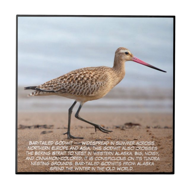Bar-tailed Godwit  (Frente)