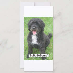 Barack Obama Cão de Água Português