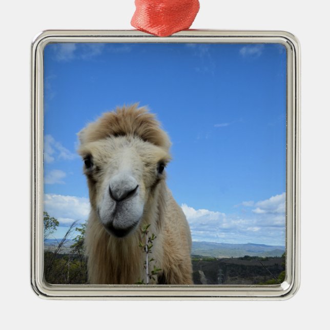 Baraka, o Ornamento do Camelo Sorridente (Frente)