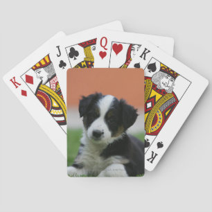 Baralho 6 border collie semanas de idade