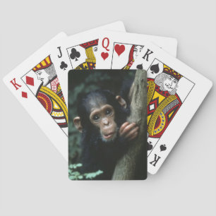Baralho África, África Oriental, Tanzânia, Parque Nacional