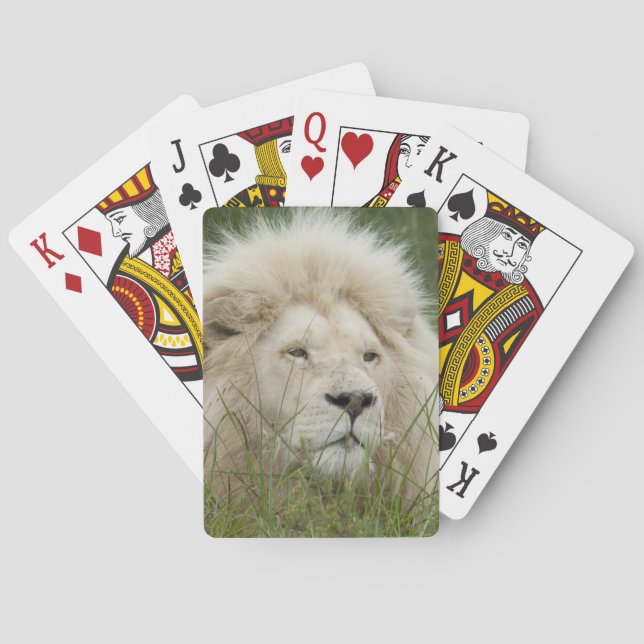 Baralho África do Sul, Londres Oriental, Privada Inkwenkwe (Verso)