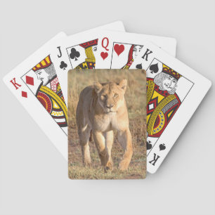 Baralho África, Tanzânia, Serengeti. Leão e Leoa