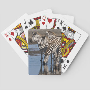 Baralho África. Tanzânia. Zebras bebendo em Ndutu