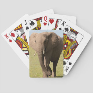 Baralho African Elephant (Loxodonta Africana), Maasai