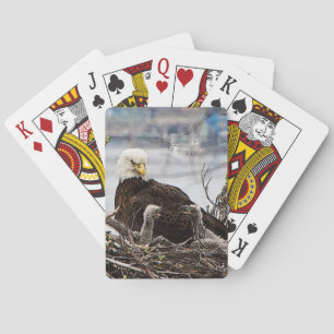 Baralho Águia americana com eaglets