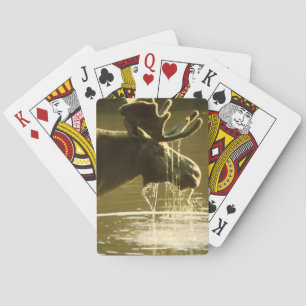 Baralho Alce Dando A Cabeça Na Água