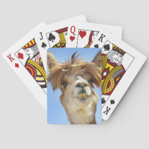 Baralho Alpaca com cabelo louco