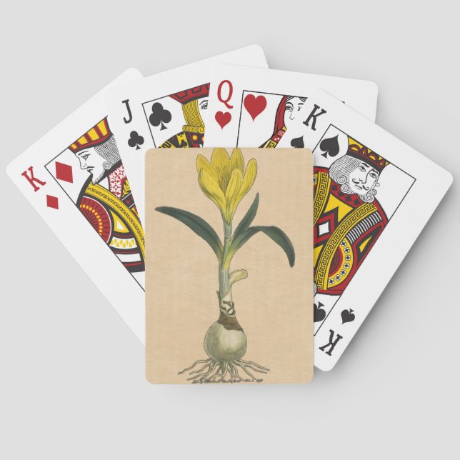 Baralho Amaryllis Tulip Botanical Garden Flower (Verso)