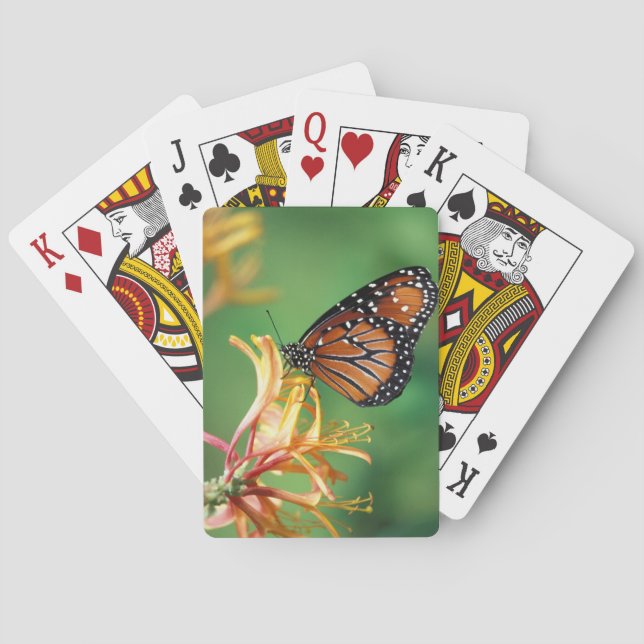 Baralho América do Norte, EUA, WA, Seattle, Woodland Park (Verso)