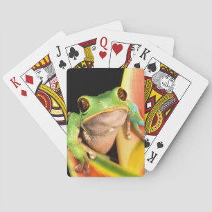 Baralho América do Sul, Equador, Amazônia. Sapo