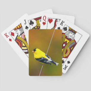 Baralho American Goldfinch - Fotografia original