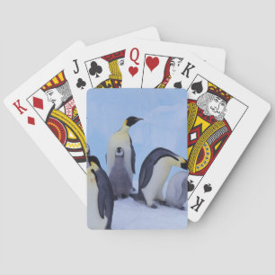 Baralho Antártida, Pinguins Imperadores