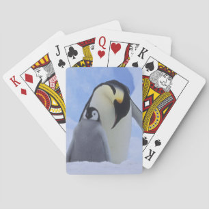 Baralho Antártida. Pinguins-imperadores e filhote