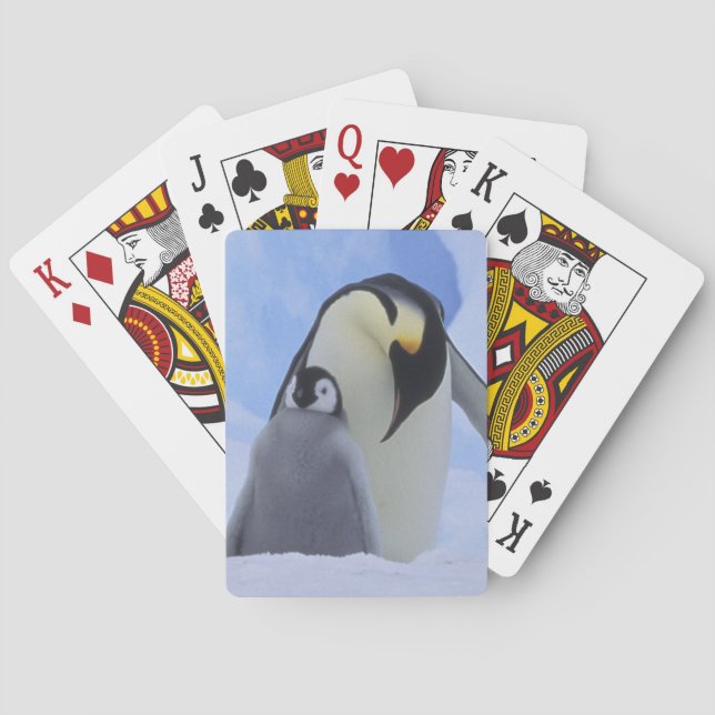 Baralho Antártida. Pinguins-imperadores e filhote (Verso)