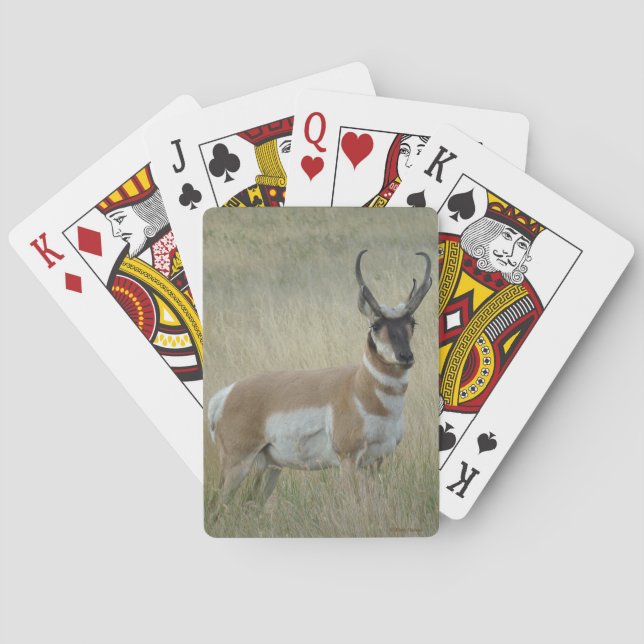 Baralho Antílope Berrendo A9 Grande Buck (Verso)