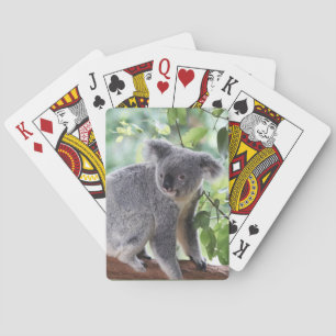 Baralho Árvore Verde do Urso Koala Adorável Deixa Vida S