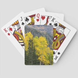 Baralho Árvores de Aspen (Populus Tremuloides) e Coníferas