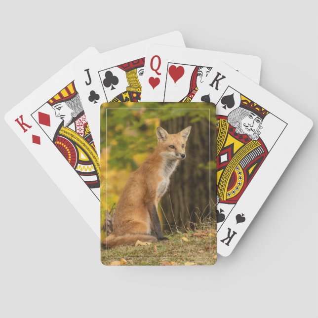 Baralho Assistindo a Raposa Jogando Cartas (Verso)