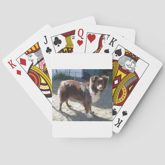 Baralho Aussie_Shepherd_Vermelho tri completo (Verso)