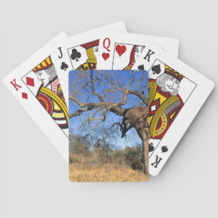 Baralho Baobá (Adansonia Digitata), Parque Nacional Kruger