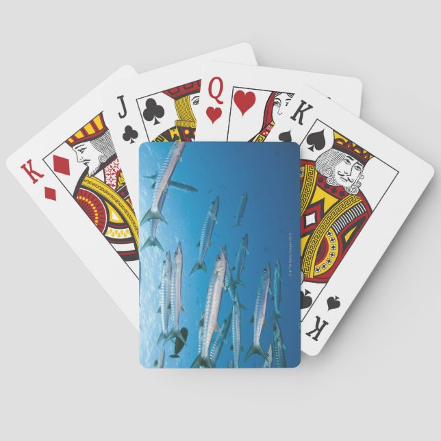Baralho Barracuda de Blackfin (Verso)