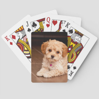 Baralho Bebê de poodle maltês ou cachorro maltipoo