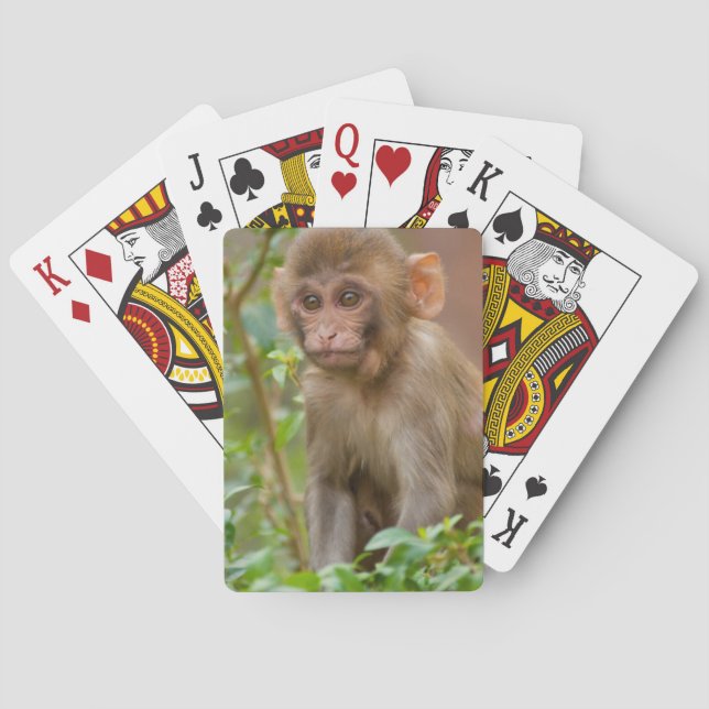 Baralho Bebê Macaco Rhesus, Templo do Macaco, Jaipur (Verso)