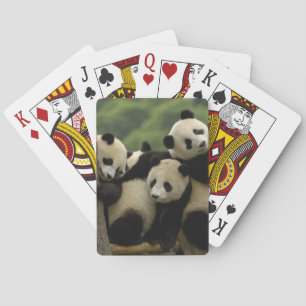Baralho bebês de panda gigante Ailuropoda melanoleuca)