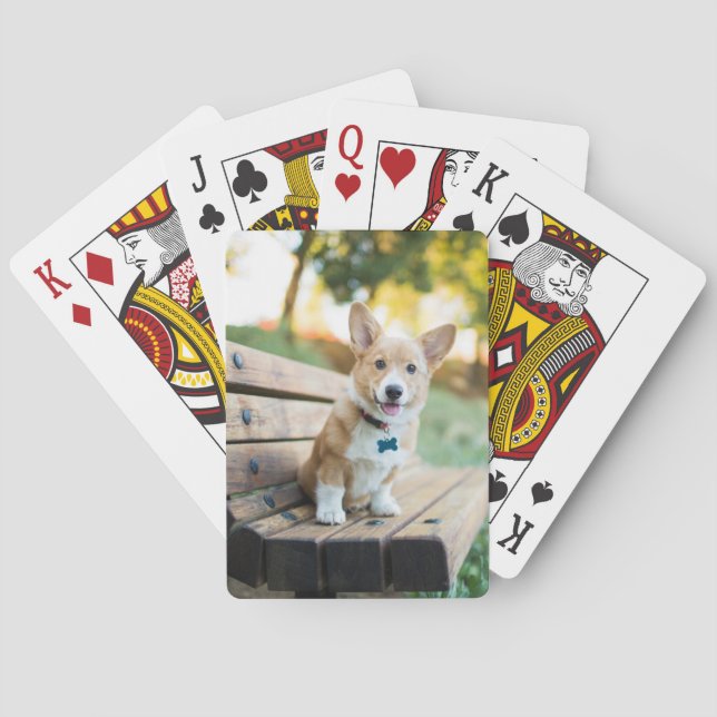Baralho Bebês Mais Pobres | Corgi Puppy num banco de estac (Verso)