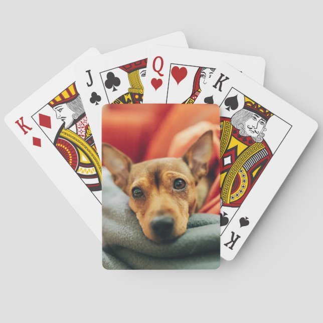 Baralho Bebês Mais Pobres | Pinscher miniatura (Verso)