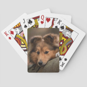 Baralho Bebês Mais Pobres Shetland Sheepdog Puppy