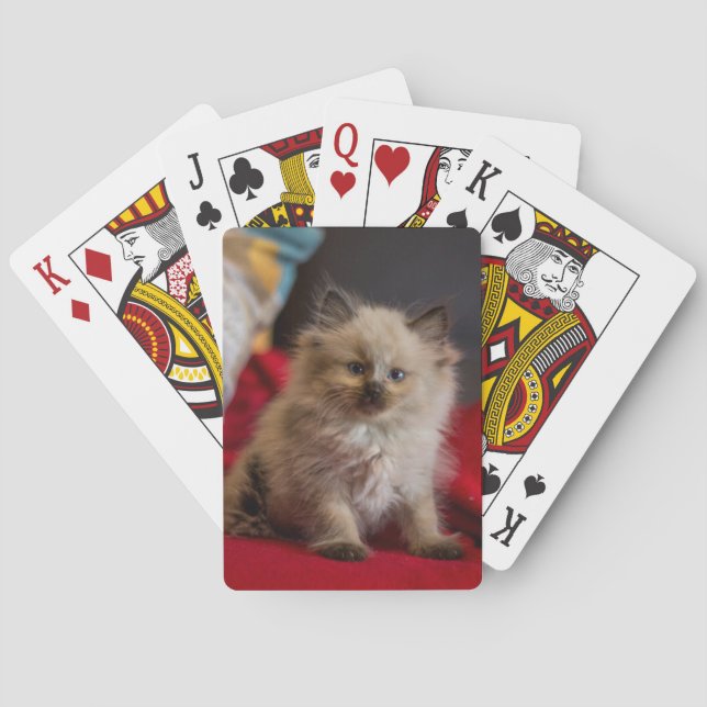 Baralho Bebês Mais Pobres | Siamese Kitten (Verso)