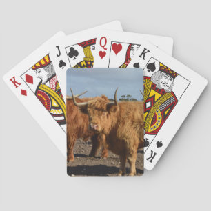 Baralho Bela e Forte: A Majestosa Vaca Highland Marrom Gra