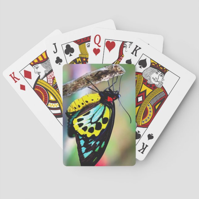 Baralho Belo decote de Borboletas Brincando (Verso)